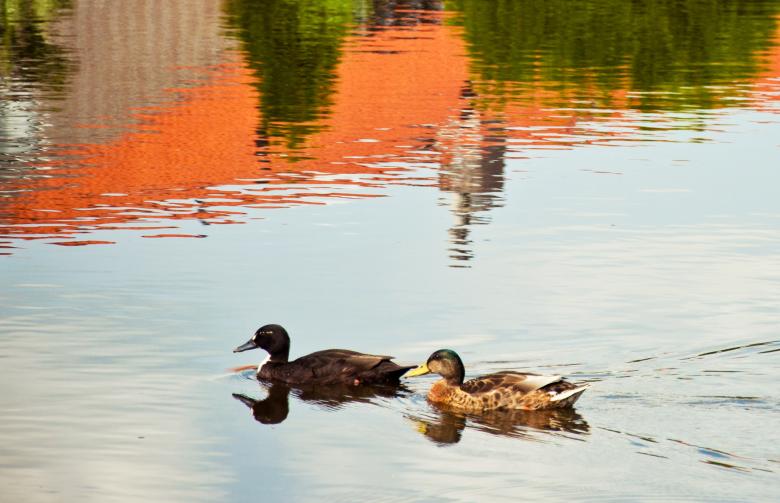 Free stock image of Swimming ducks created by Luka