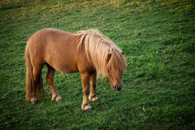 Free stock image of Pony created by Luka