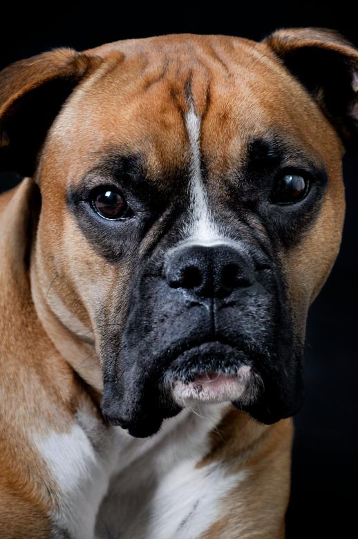 Free stock image of Dog portrait created by Luka