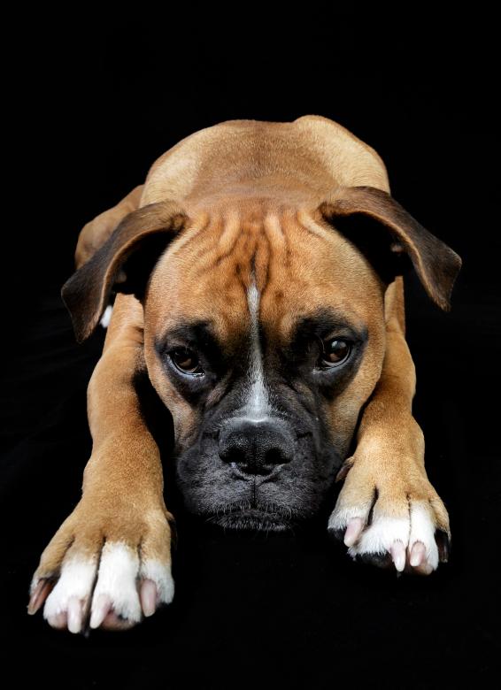 Free stock image of Dog portrait created by Luka