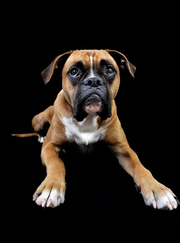 Free stock image of Dog portrait created by Luka