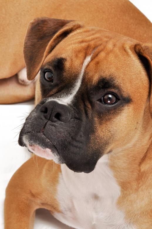Free stock image of Boxer dog created by Luka