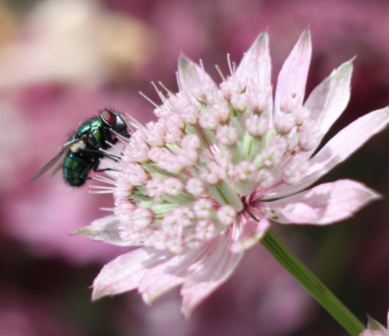 Free stock image of Fly on Pink Flower created by Steve Linster