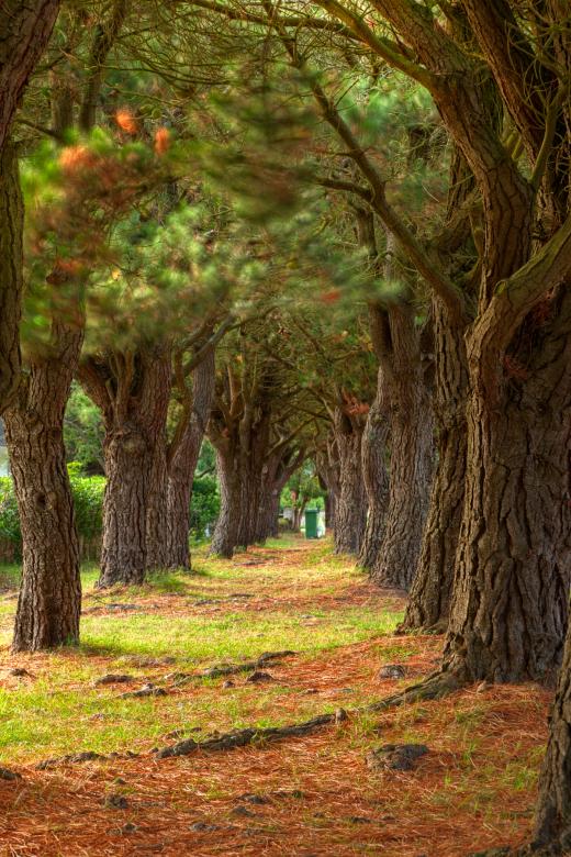 Free stock image of Pine Trail - HDR created by Nicolas Raymond