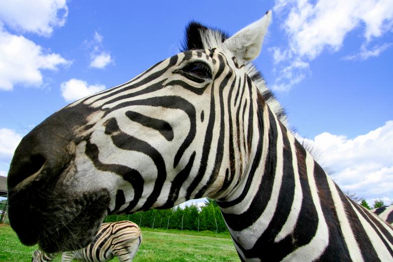 Free stock image of Wide-Angle Zebra created by Nicolas Raymond