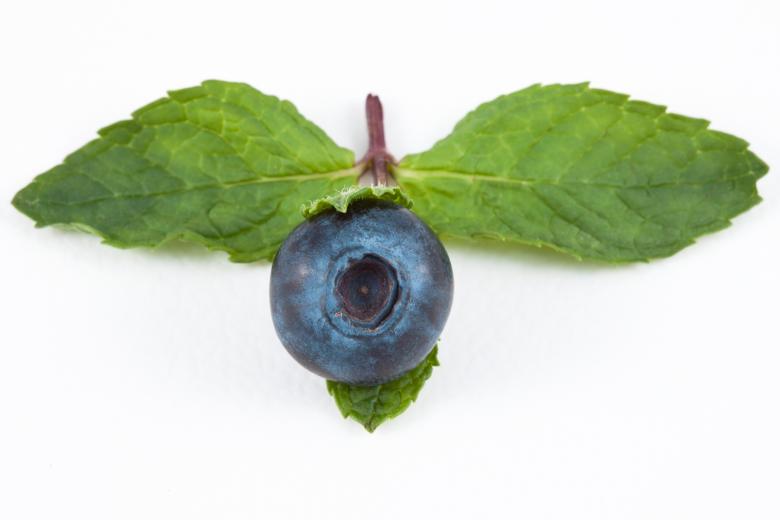 Free stock image of Blueberry and Mint created by Nicolas Raymond