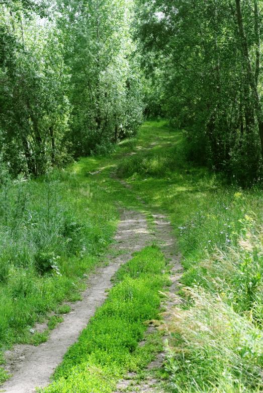Free stock image of in the forest created by 2happy