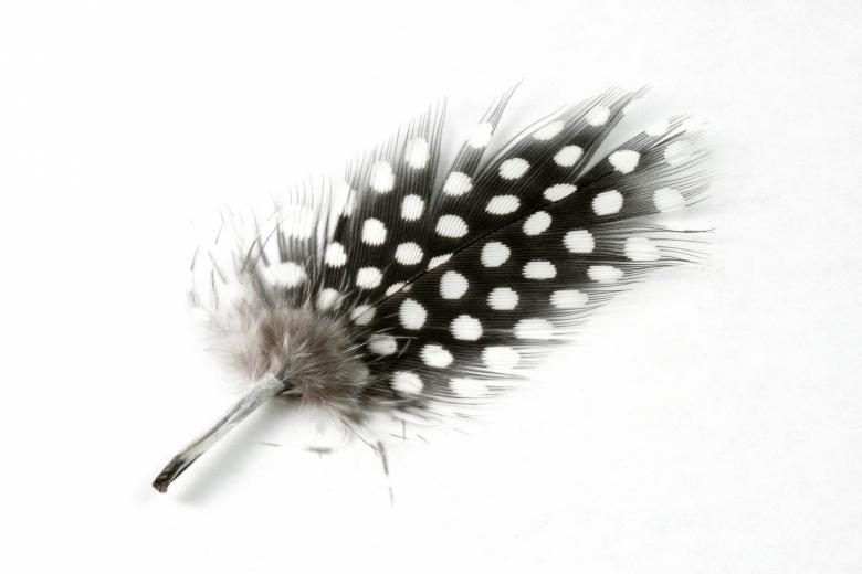 Free stock image of Polkadot Feather Close-up created by Nicolas Raymond