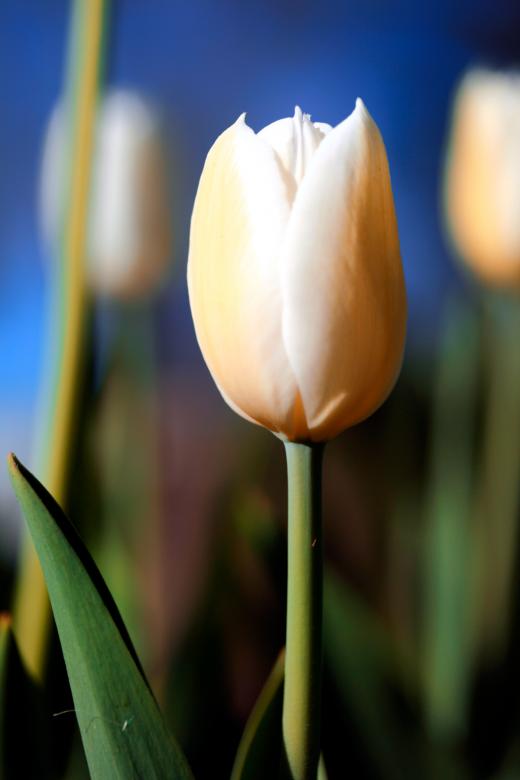 Free stock image of White Tulip created by Nicolas Raymond