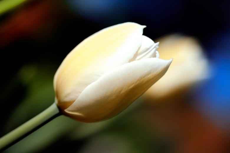 Free stock image of White Tulip created by Nicolas Raymond