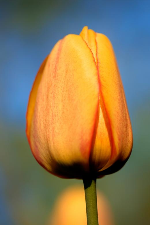 Free stock image of Orange Tulip created by Nicolas Raymond