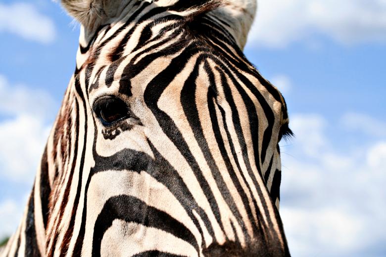 Free stock image of Zebra Profile created by Nicolas Raymond