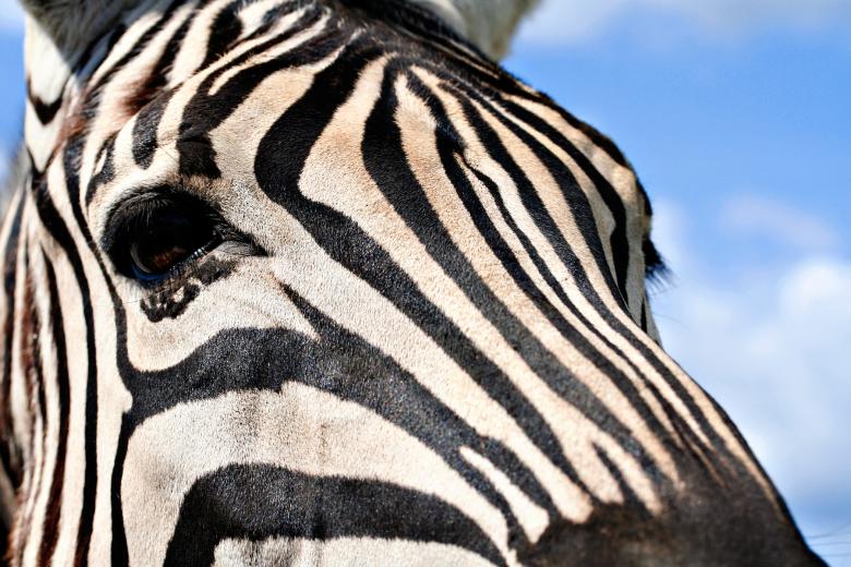 Free stock image of Zebra Profile created by Nicolas Raymond