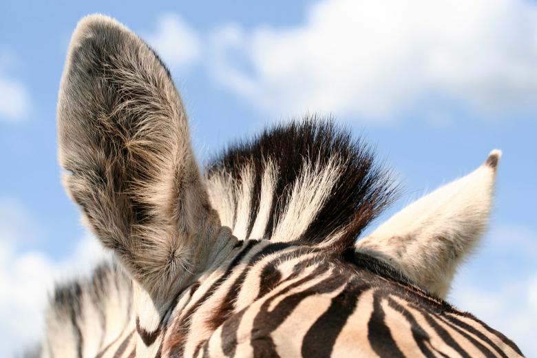 Free stock image of Zebra Ears created by Nicolas Raymond