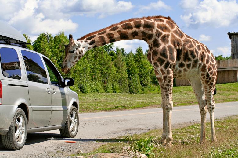 Free stock image of Gentle Giraffe created by Nicolas Raymond