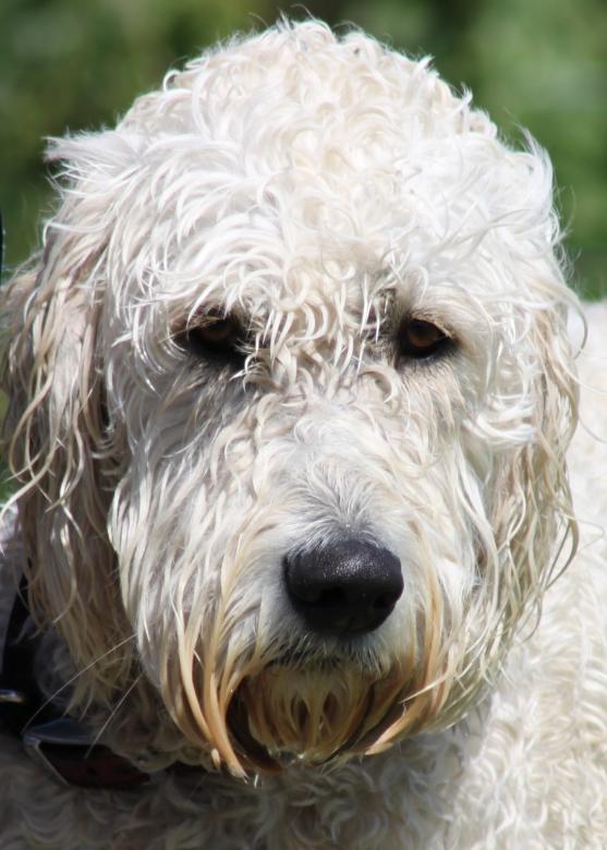 Free stock image of Sad Dog created by Steve Linster