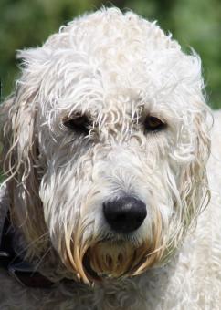 Sad Dog - Free Stock Photo