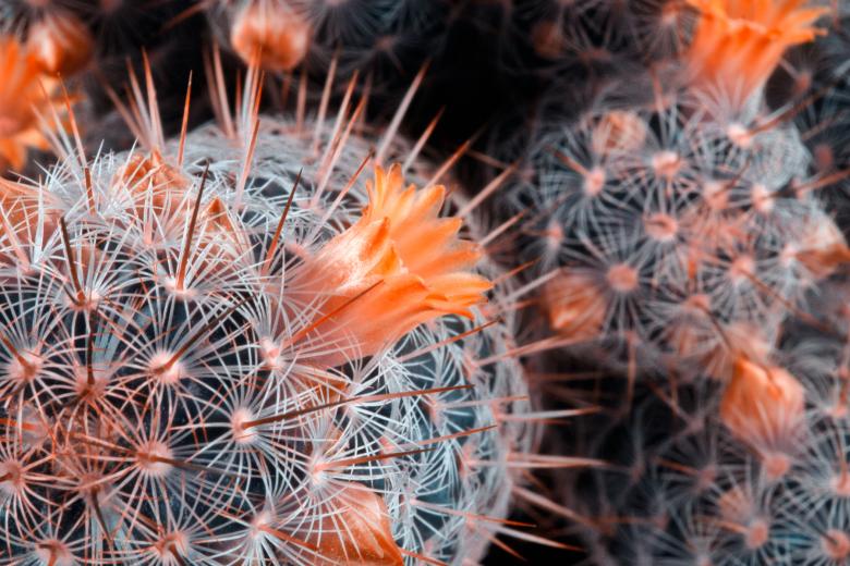 Free stock image of Cactus Close-up created by Nicolas Raymond
