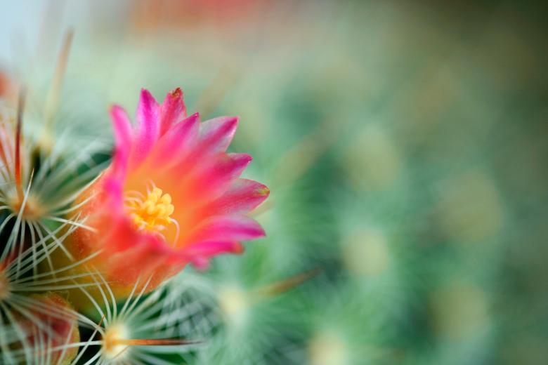 Free stock image of Cactus Flower Macro created by Nicolas Raymond