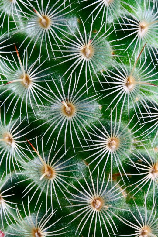 Free stock image of Cactus Texture created by Nicolas Raymond