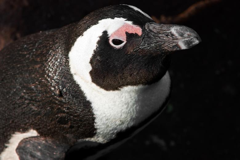 Free stock image of African Penguin created by Nicolas Raymond