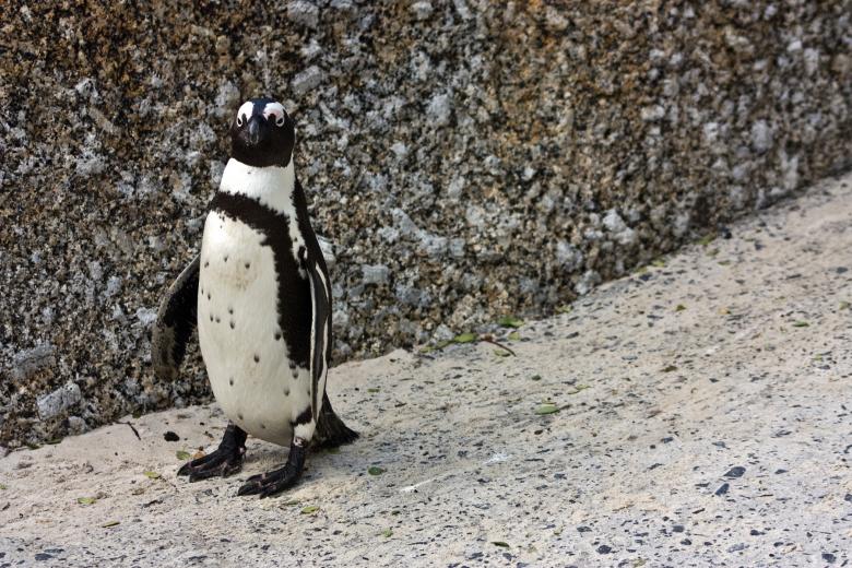 Free stock image of African Penguin created by Nicolas Raymond