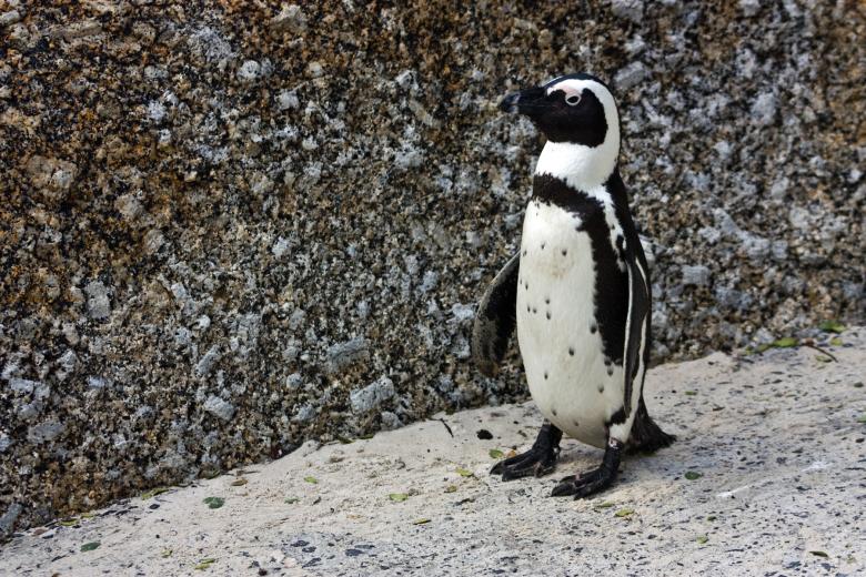 Free stock image of African Penguin created by Nicolas Raymond