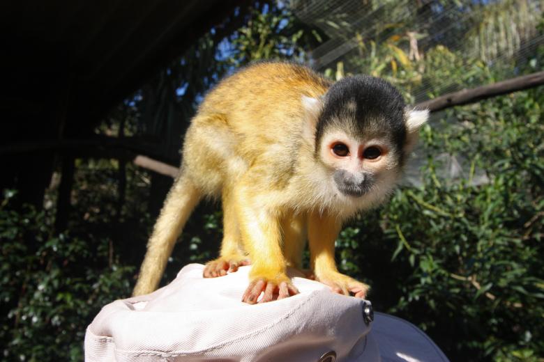 Free stock image of Squirrel Monkey created by Nicolas Raymond