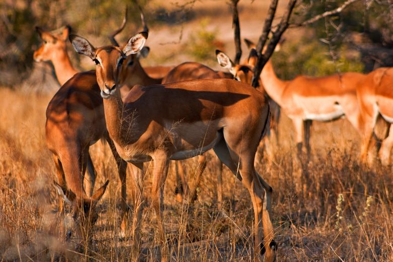 Free stock image of Impala Harem created by Nicolas Raymond