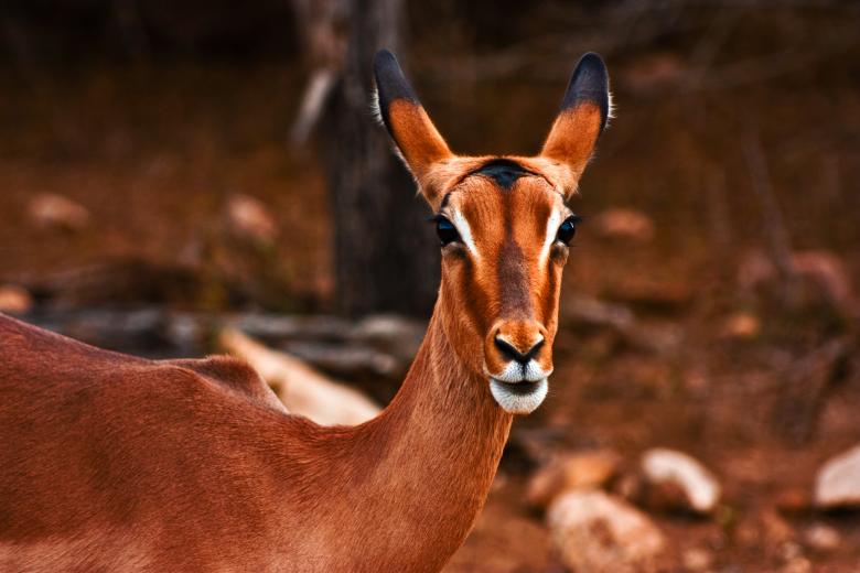Free stock image of Impala Female created by Nicolas Raymond