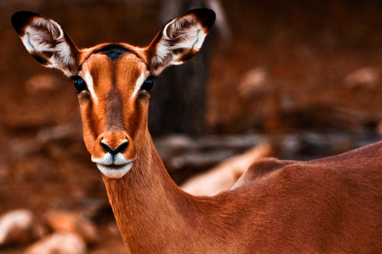 Free stock image of Impala Female created by Nicolas Raymond