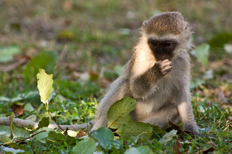 Free stock image of Vervet Monkey created by Nicolas Raymond