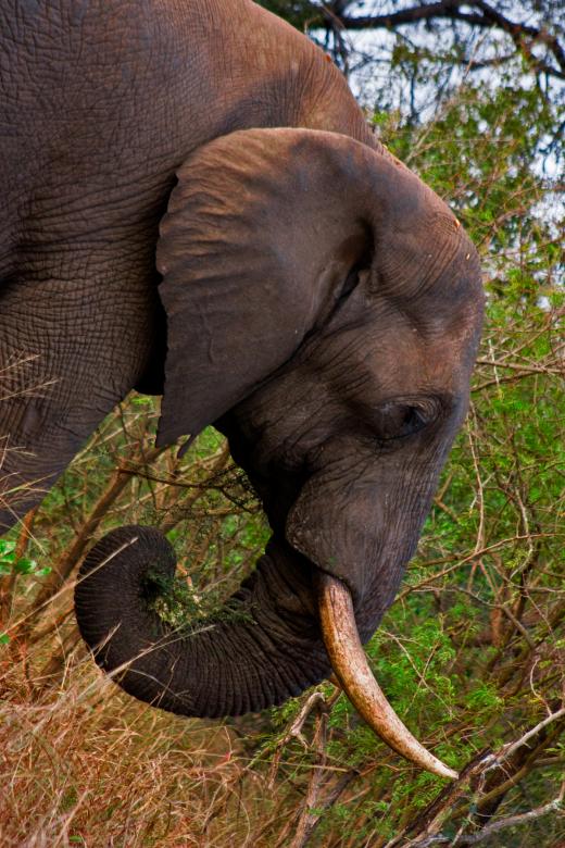 Free stock image of Kruger Park Elephant created by Nicolas Raymond