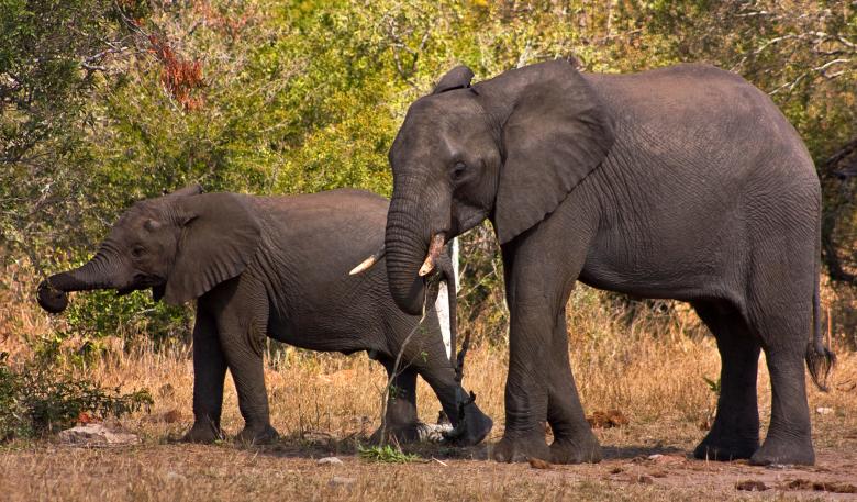 Free stock image of Kruger Park Elephants created by Nicolas Raymond