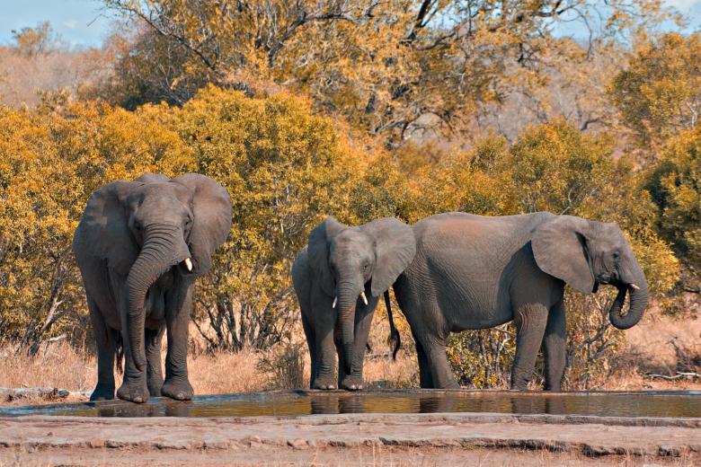 Free stock image of Kruger Park Elephants created by Nicolas Raymond