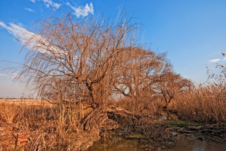 Free stock image of Bare Tree created by Nicolas Raymond