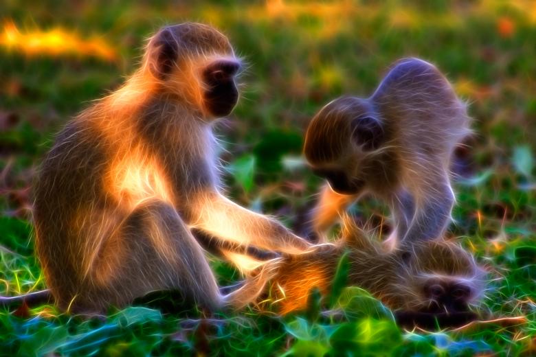 Free stock image of Vervet Monkeys Abstract created by Nicolas Raymond