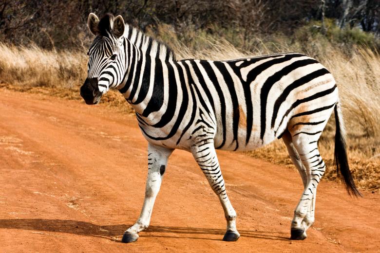 Free stock image of Strutting Zebra created by Nicolas Raymond