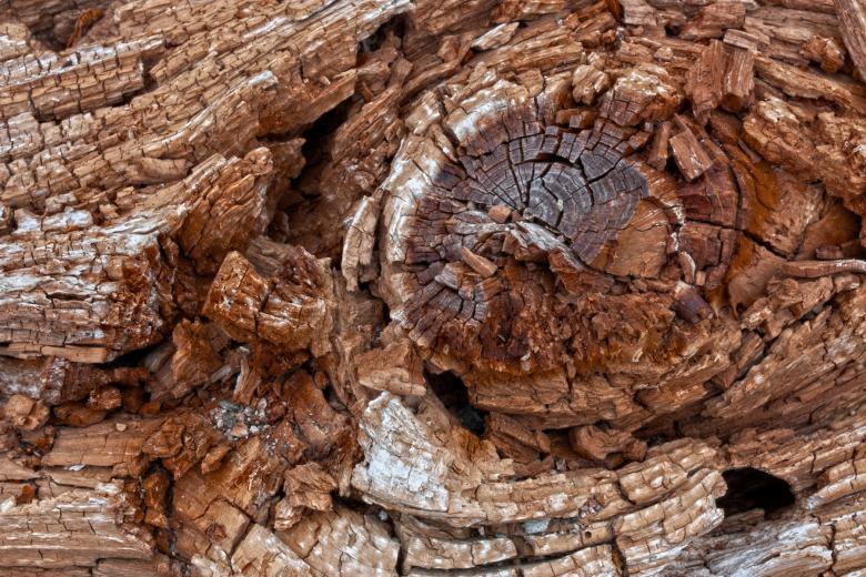 Free stock image of Cracked Beachwood Texture - HDR created by Nicolas Raymond
