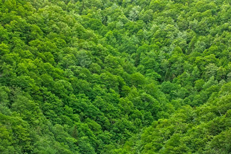 Free stock image of Green Foliage Texture - HDR created by Nicolas Raymond