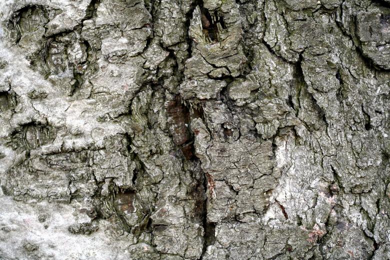 Free stock image of Wood Bark Texture created by Nicolas Raymond
