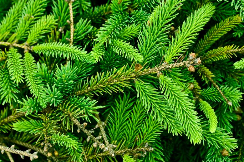 Free stock image of Pine Tree Texture created by Nicolas Raymond