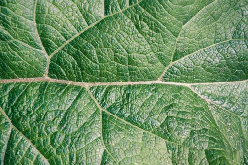 Free Stock Photo of Leaf texture