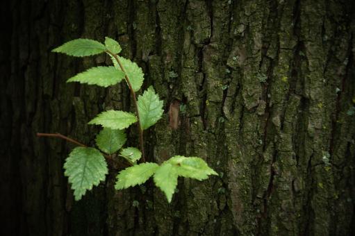 Tree trunk with plant - Free Stock Photo