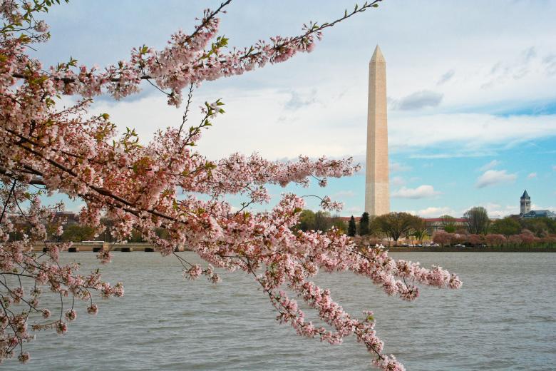 Free stock image of Washington DC Cherry Blossoms created by Nicolas Raymond