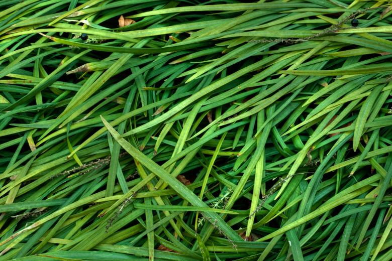 Free stock image of Grass Texture - HDR created by Nicolas Raymond
