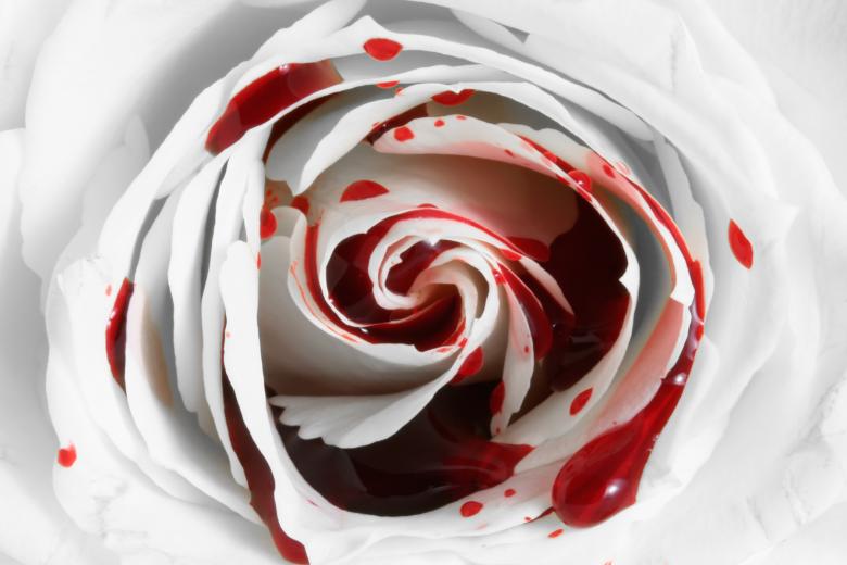 Free stock image of Blood Rose Macro created by Nicolas Raymond