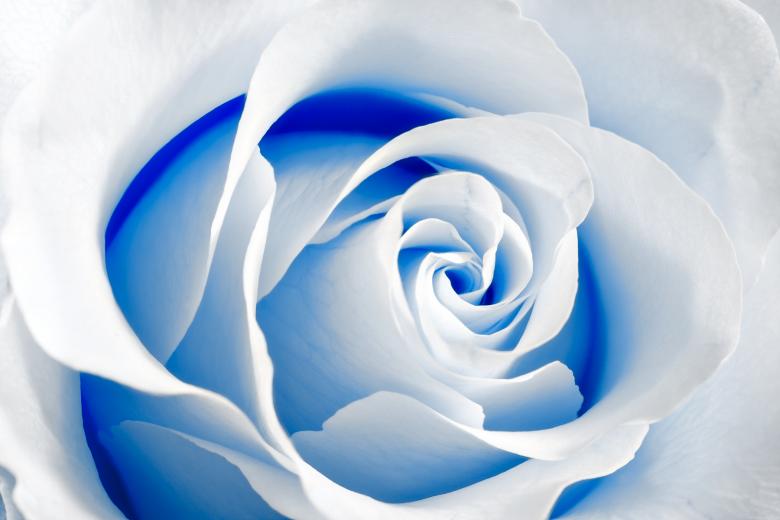 Free stock image of High Key Rose Macro created by Nicolas Raymond
