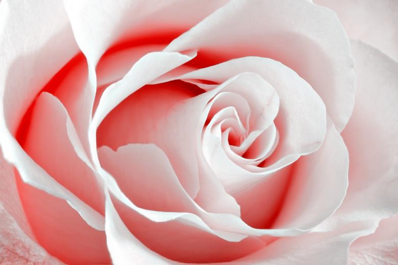 Free stock image of High Key Rose Macro created by Nicolas Raymond