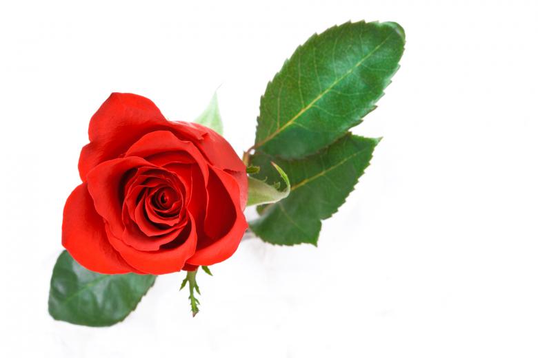 Free stock image of Red Rose created by Nicolas Raymond